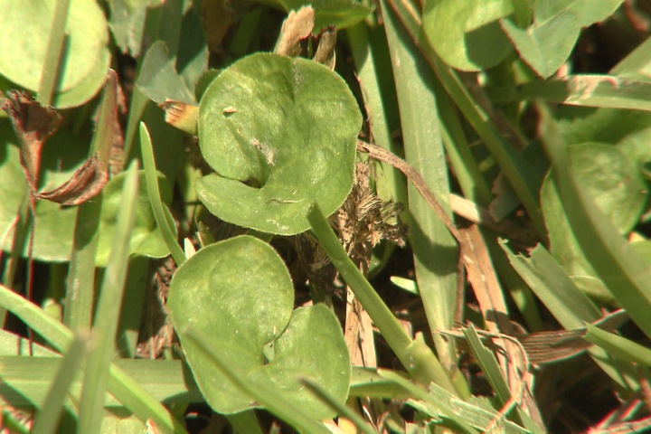 Annoying weeds can be important indicators